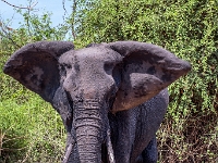 Rezerwat w Chobe (Botswana)